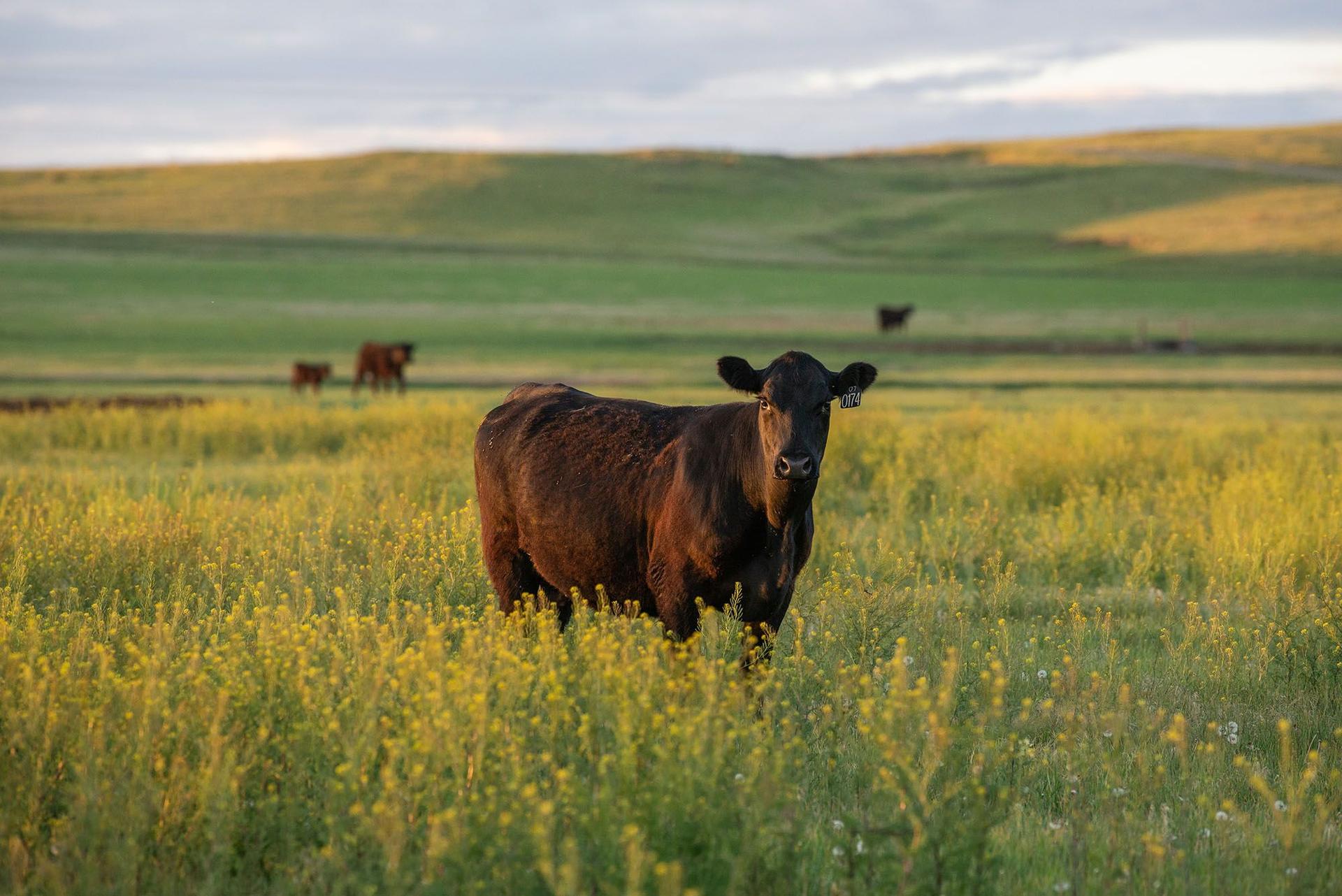 Best Sourced Beef