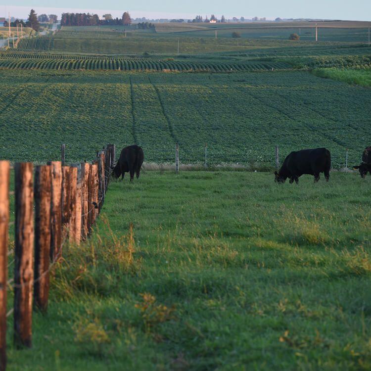 Schroeder Angus