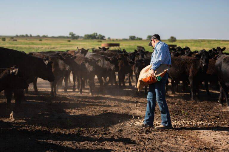 24-20307_W6-Cattle-Co_Walt_Kan_MLB_6891-768x512 (1).jpg