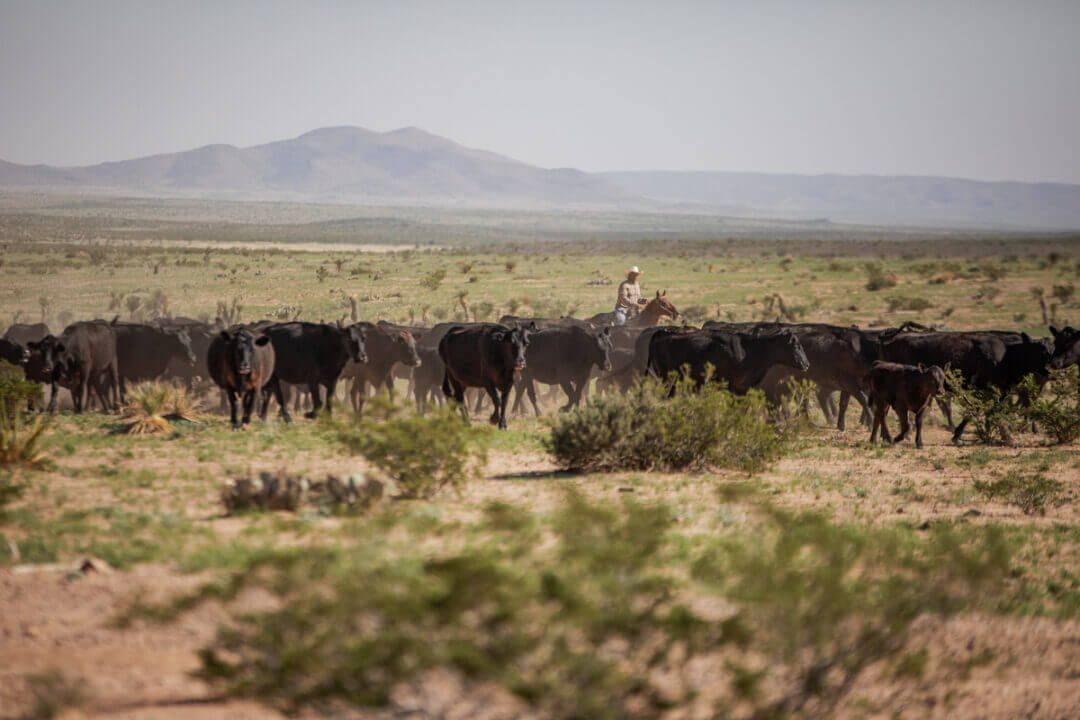 25_21681_MeansRanch_TX_LGR-8111-1201x800-5b2df79-1-1080x720.jpg