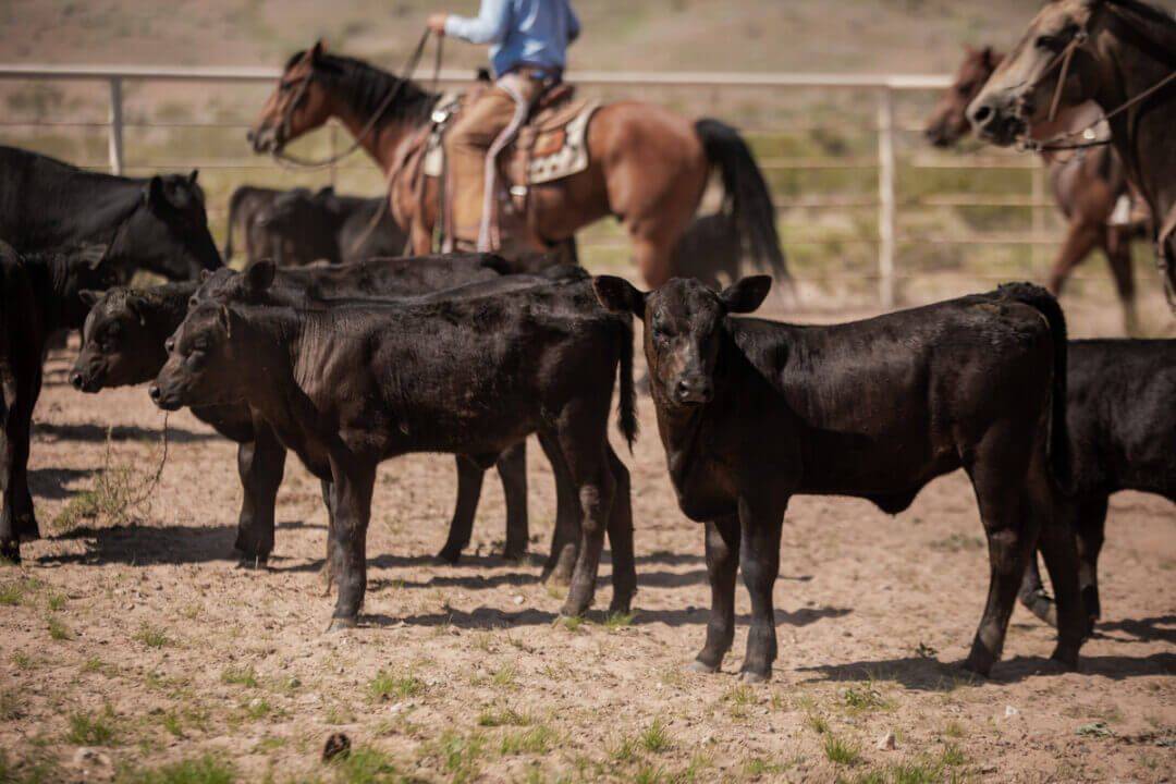 25_21681_MeansRanch_TX_LGR-8231-1200x800-5b2df79-1080x720.jpg