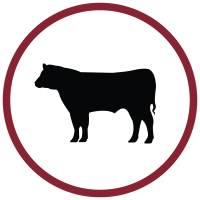 Cattle Care Icon